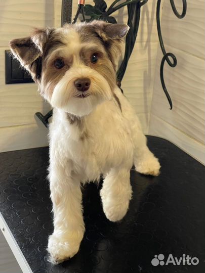 Бивер йорк вязка