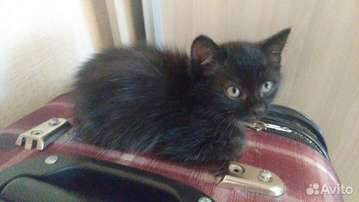 Кошка и котятки