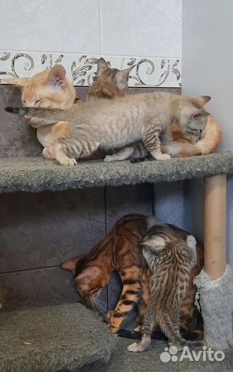 Серенгети бенгальские дети