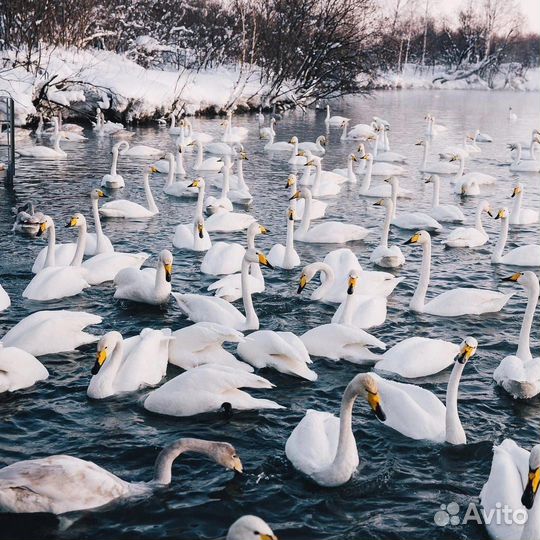 Гид экскурсовод по Белокурихе и Горному Алтаю