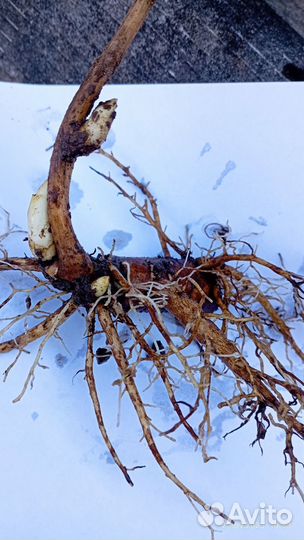 Пион Лоис Чойс