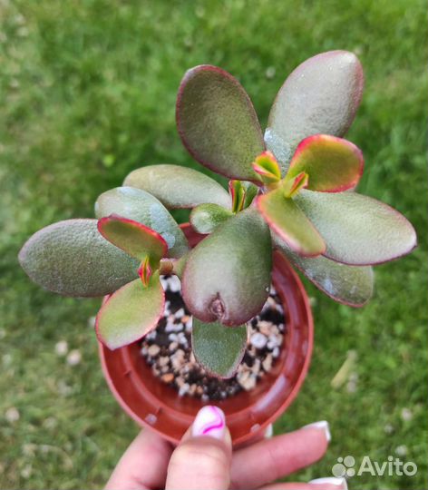 Крассула Hummels sunset денежное дерево