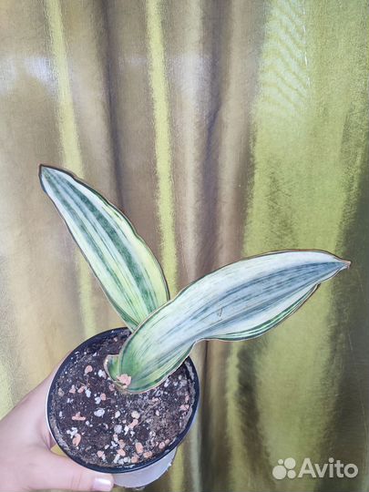 Сансевиерия элиптика или Брудда