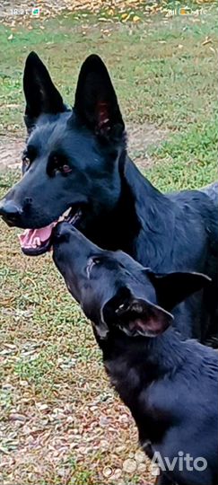 Немецкая овчарка