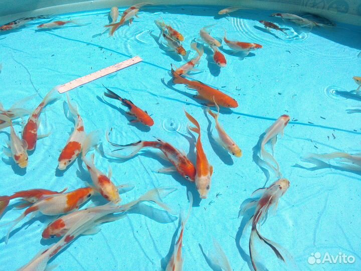 Золотые рыбки кометы вуалевы