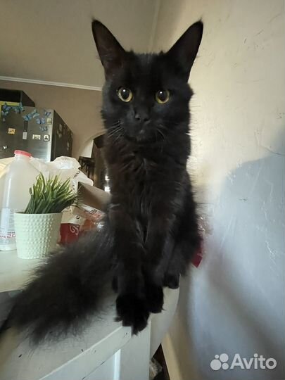 В добрые руки