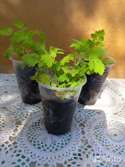 Ромашки садовые (саженцы)