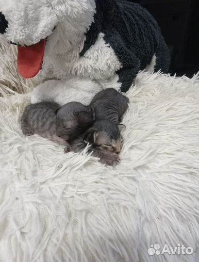 Донской сфинкс браш