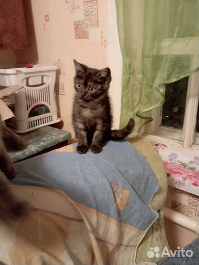 Котята от вислоухой кошки