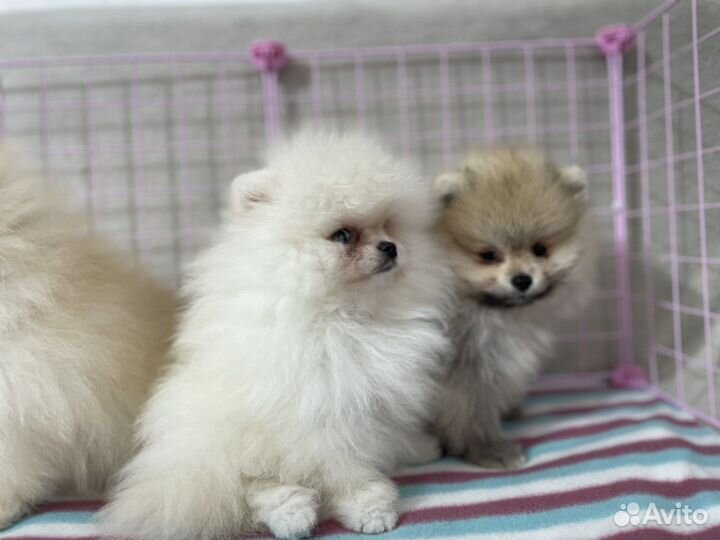 Щенки померанского шпица белые, кремовые минимишки