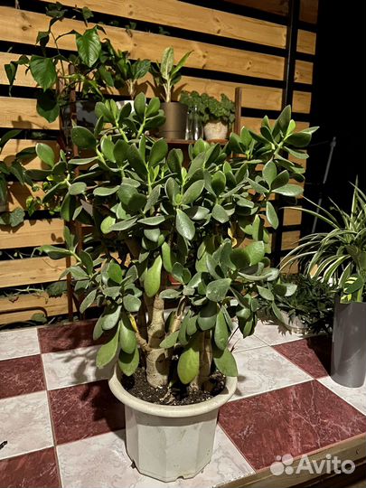 Денежное дерево