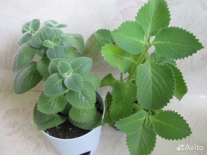 Мята комнатная, ароматная