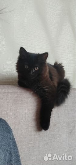 Шотландская кошечка