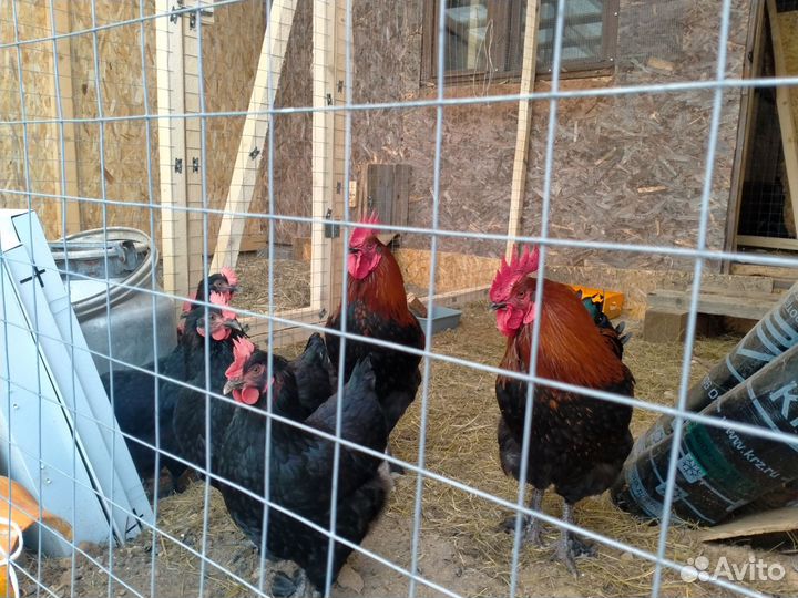 Петух породы Маран чёрно медный 8 месяцев