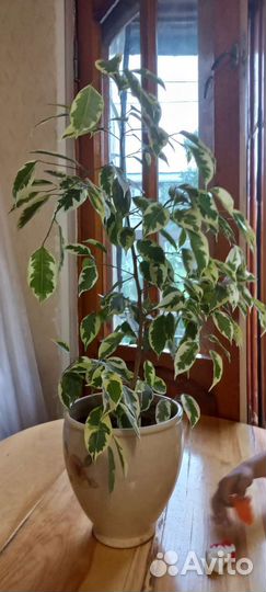 Комнатное растение березка