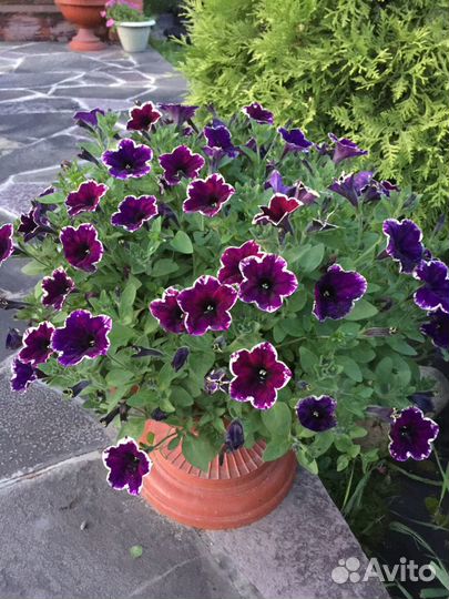 Петуния и другие цветы