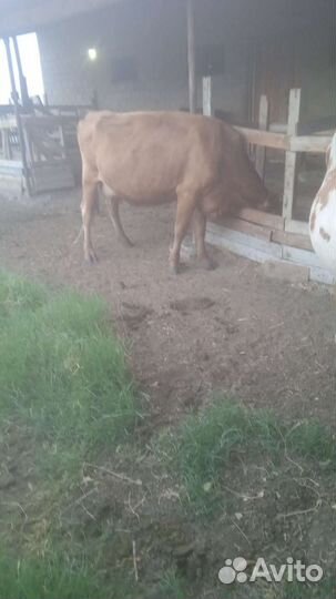 Коровы 2 бычки 3