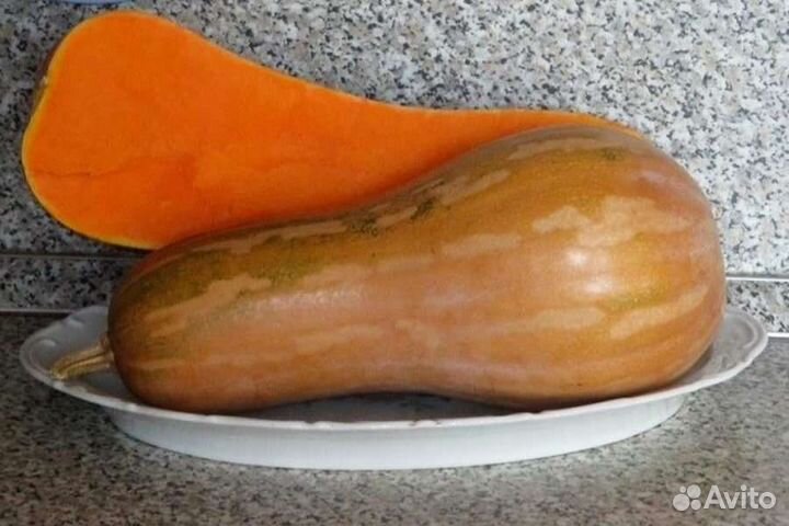 Семена тыквы: Баттернат. Штирийская голосемянная