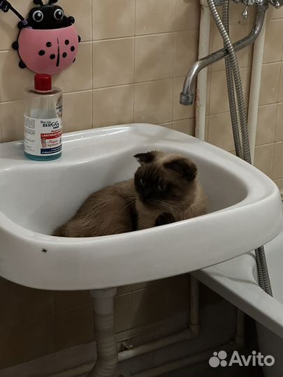 Шотландская вислоухая кошка