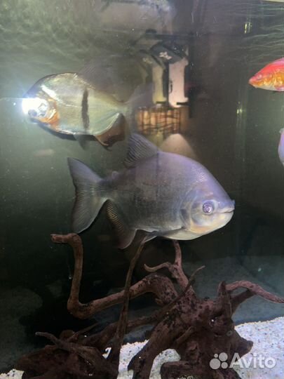 Аквариумная рыбка пиранья очень крупная