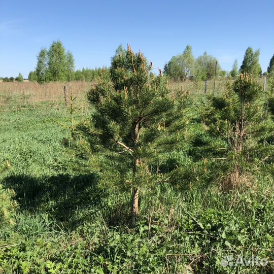 Сосна обыкновенная