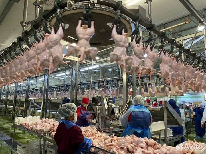 Вакансия работник на птицефабрику