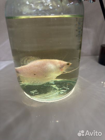 Гурами жемчужный