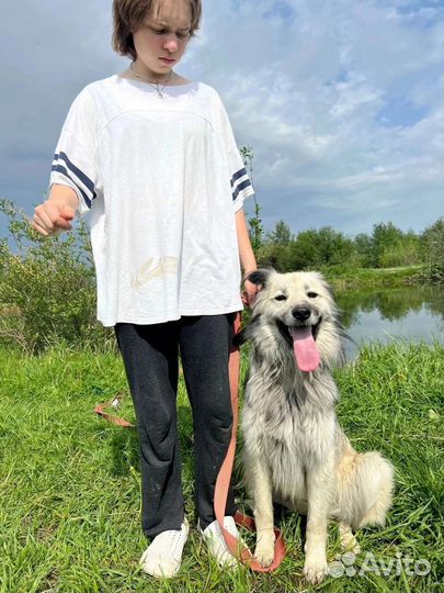 Собака в добрые руки