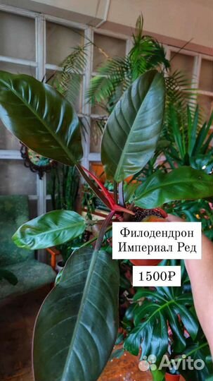 Филодендроны разные