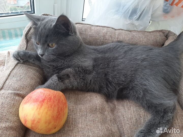 Котенок в добрые руки