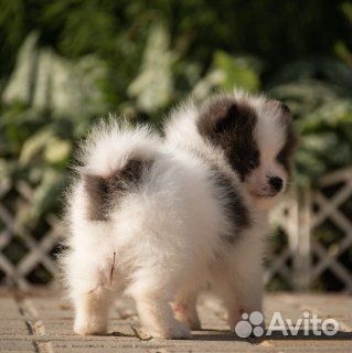 Мишки Мимишки