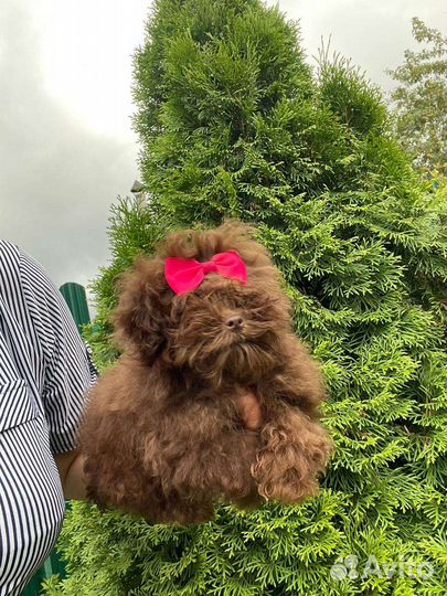 Микро мальтипу