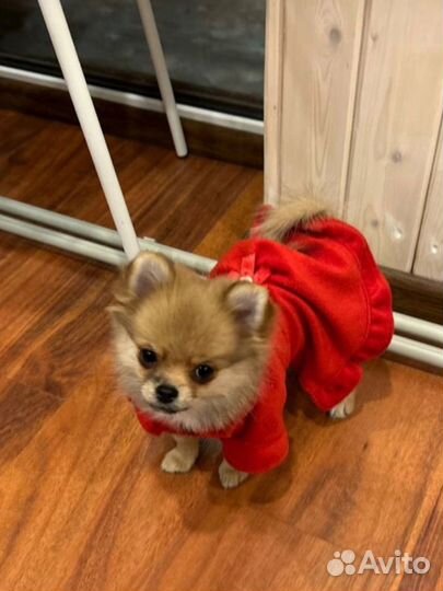 Вязка помчи девочка