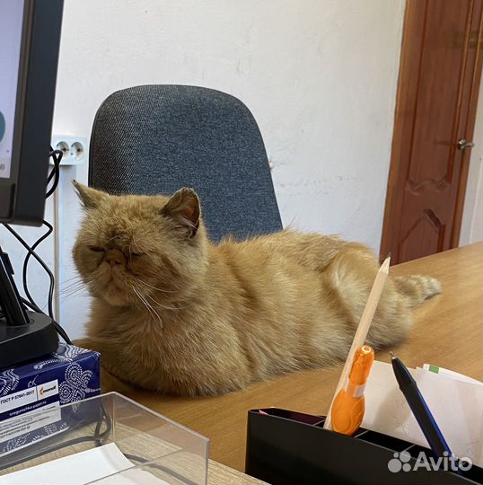 Рыжий котик