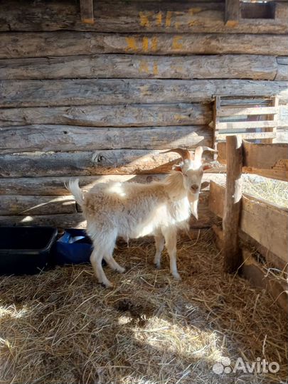 Бычек, козел, овцы с ягнятами