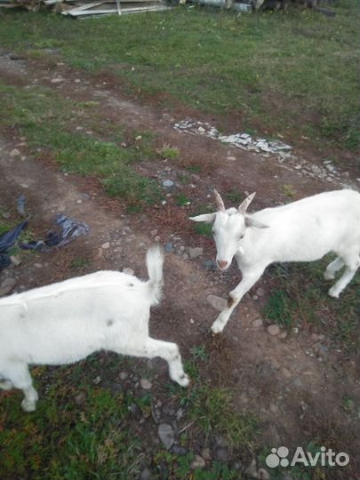 Коза дойная