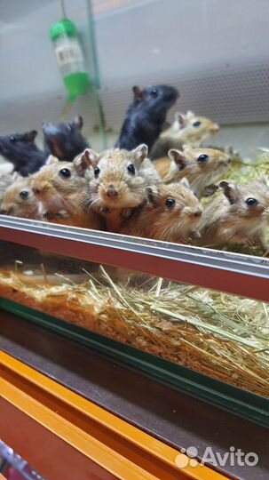 Песчанки