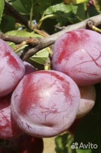 Мраморный бархат ткань люкс винтаж ренклод