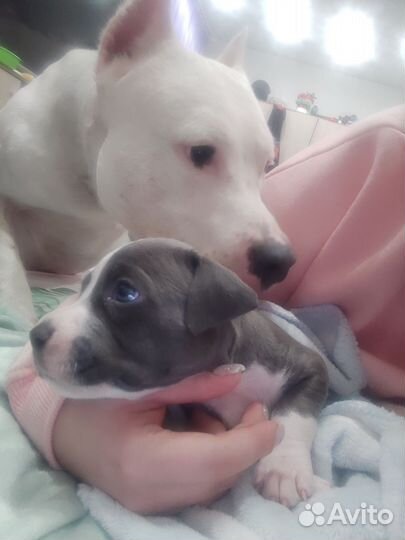 Щенок Амстафф