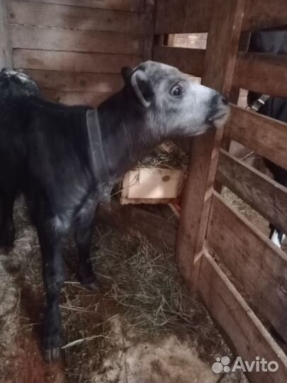 Продам телочек порода черно-пестрая