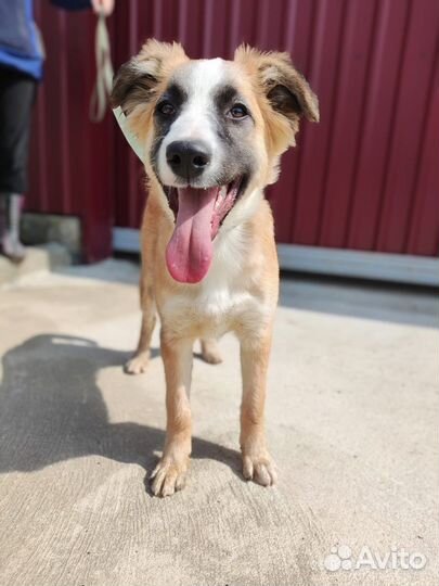 Щенок в добрые руки