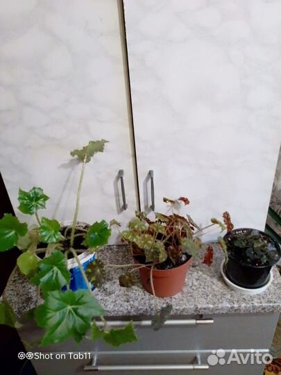 Цветы комнатные