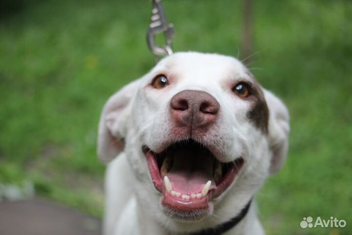 Белоснежка Широя ищет дом