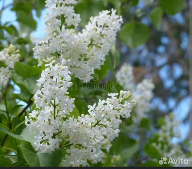 Сирень белая