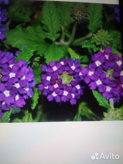 Вербена вегетативная ампельная