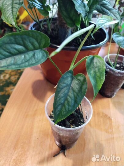 Монстера Сальвадор (сильтепекана)