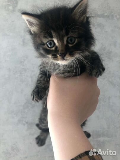 Кошка в дар бесплатно