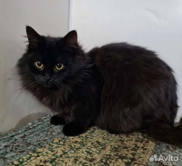 Кошки в добрые руки бесплатно