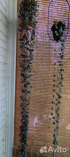 Церопегия Вуда (Вуди)