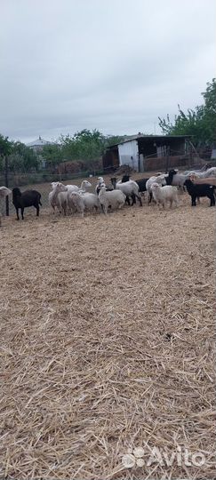 Овцы бараны ягнята